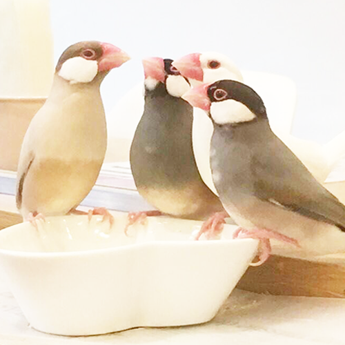 文鳥 ことりカフェの鳥さんスタッフ