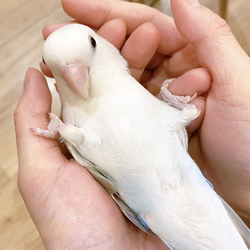 コザクラインコの大ちゃん ことりカフェの鳥さんスタッフ