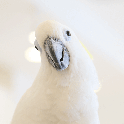 ルリメタイハクオウムとタイハクオウムのハイブリット、銀次郎 ことりカフェの鳥さんスタッフ