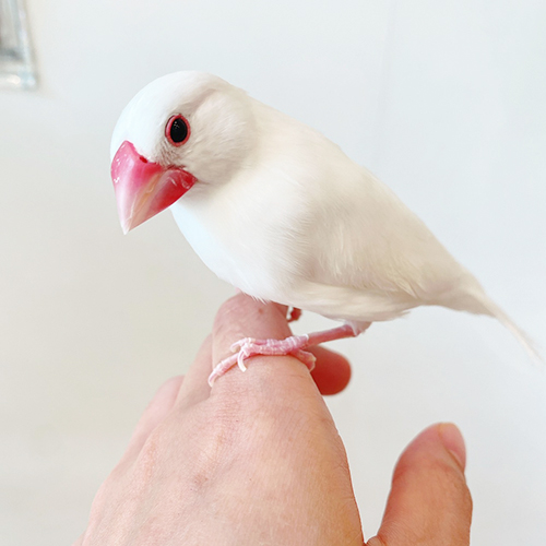 白文鳥のジェリー ことりカフェの鳥さんスタッフ