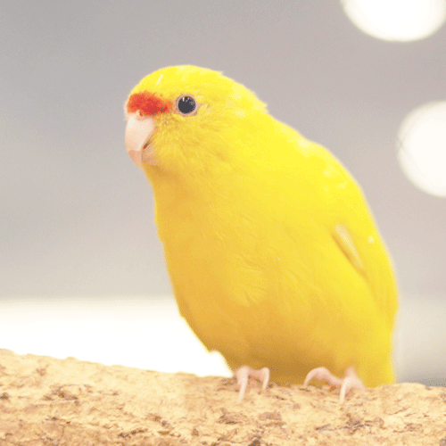 キガシラアオハシインコのきぃちゃん ことりカフェの鳥さんスタッフ