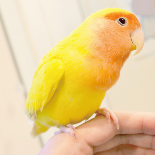 コザクラインコのきっぴーちゃん ことりカフェの鳥さんスタッフ