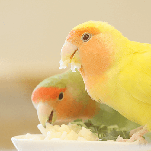 コザクラインコ ことりカフェの鳥さんスタッフ