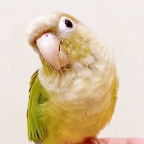 ウロコインコのまめちゃん ことりカフェの鳥さんスタッフ