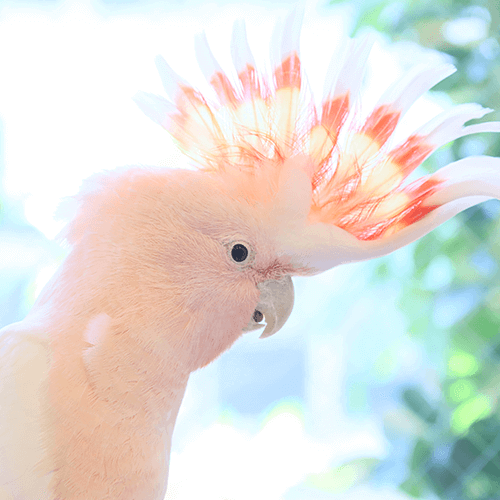 クルマサカオウムの桃太郎 ことりカフェの鳥さんスタッフ