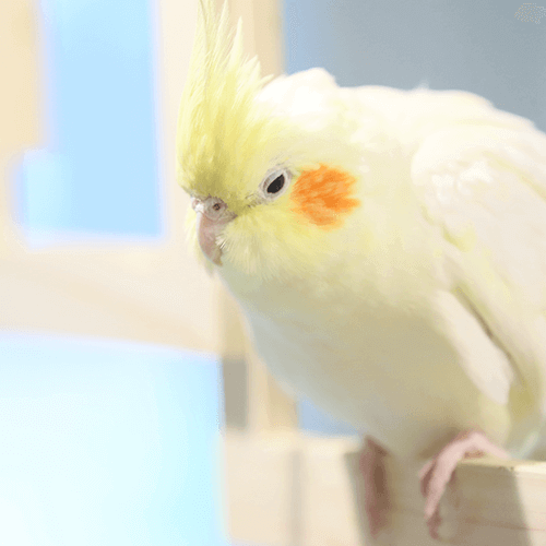 オカメインコ ことりカフェの鳥さんスタッフ