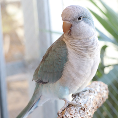 オキナインコのおきたん ことりカフェの鳥さんスタッフ