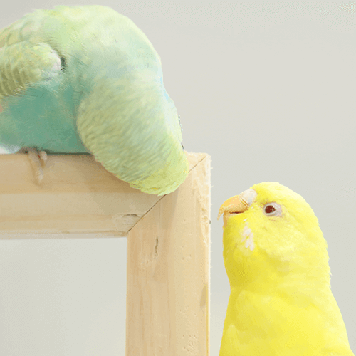 セキセイインコ ことりカフェの鳥さんスタッフ