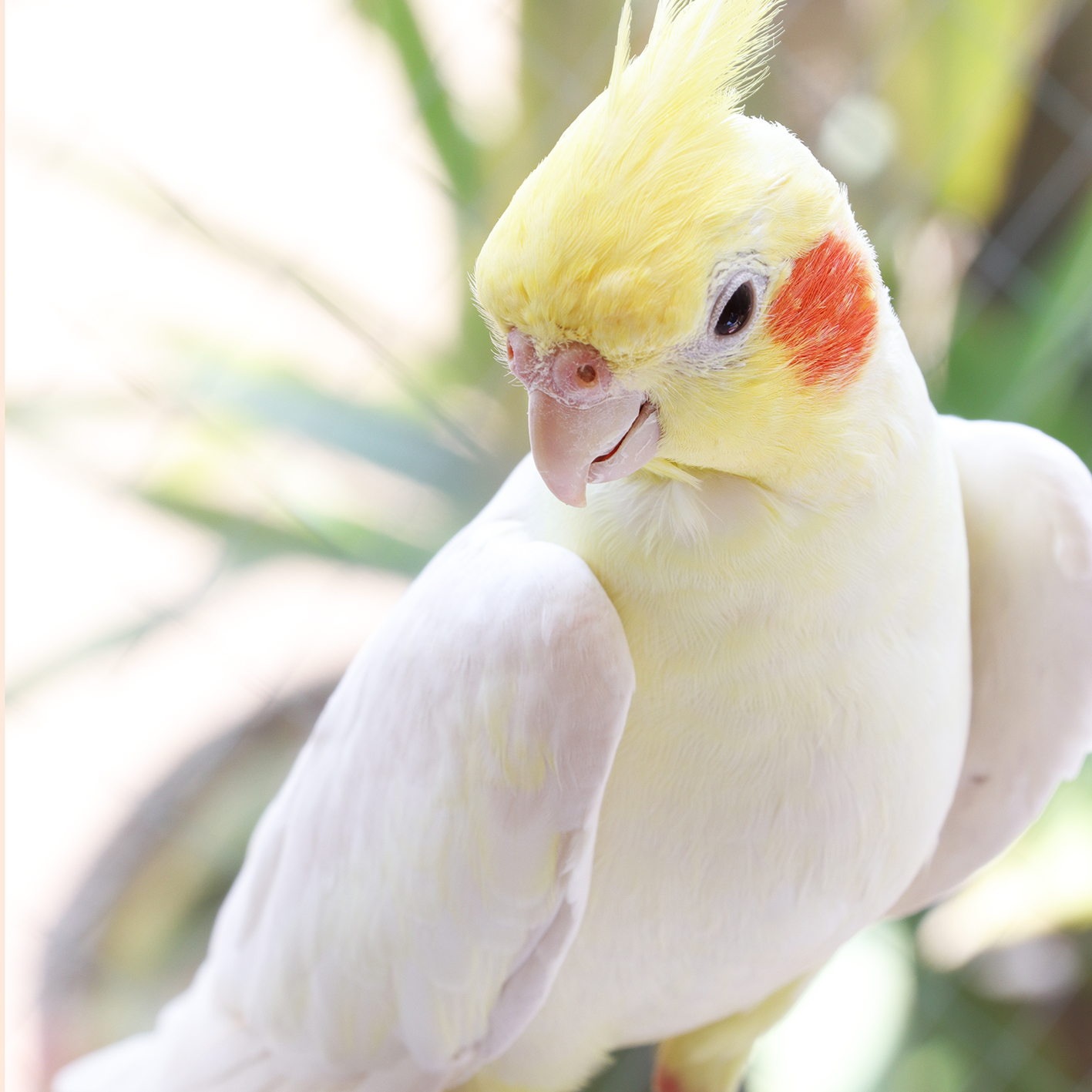 オカメインコのたっくん ことりカフェの鳥さんスタッフ