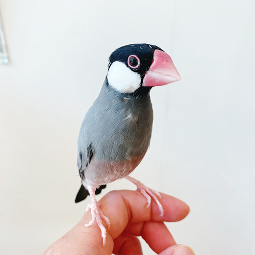 桜文鳥のトム ことりカフェの鳥さんスタッフ